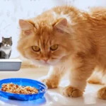 Homemade Cat Food Recipe for Urinary Crystals