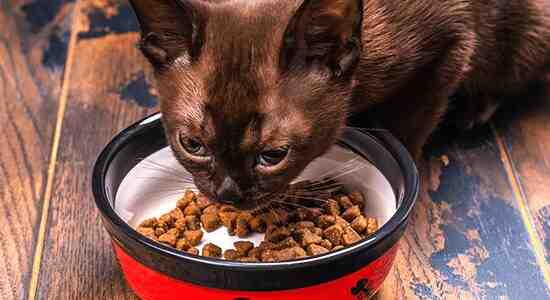 How Much Dry Cat Food Per Day