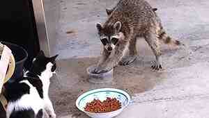raccoon steals cat food