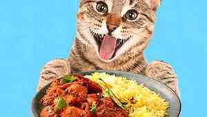 Can Cats Eat Spicy Food