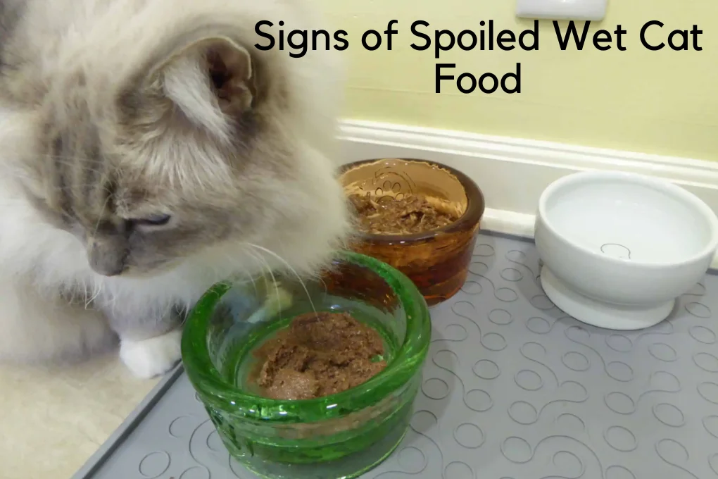 Signs of Spoiled Wet Cat Food