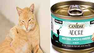 Can Canned Cat Food Cause Diarrhea