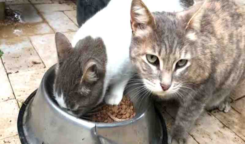 Can Cats Share A Food Bowl