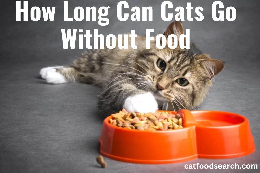 How Long Can Cats Go Without Food