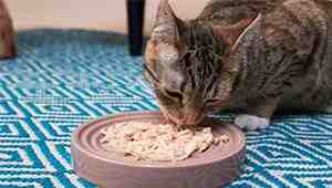 Soft Dry Food For Cats With No Teeth