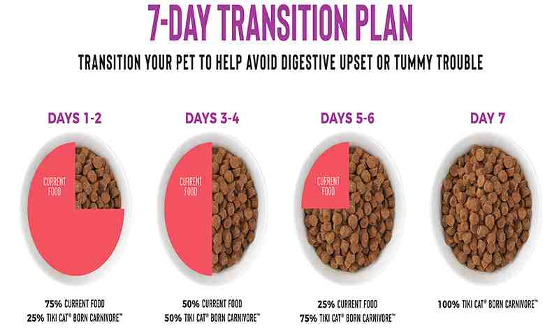 How To Transition Cat Food