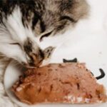 Homemade Cat Food For Kidney Disease