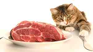 Raw Cat Food Recipe No Grinder